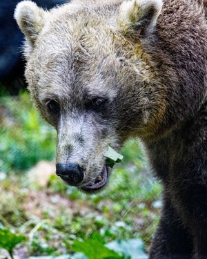 Image post by @thetorontozoo on Instagram