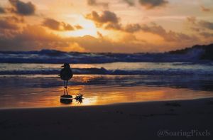 Image post by @soaringpixels on Instagram