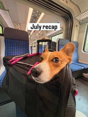 Image post by @ziggy_thecorg on Instagram