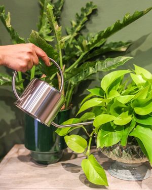 Image post by @rogersgardens on Instagram