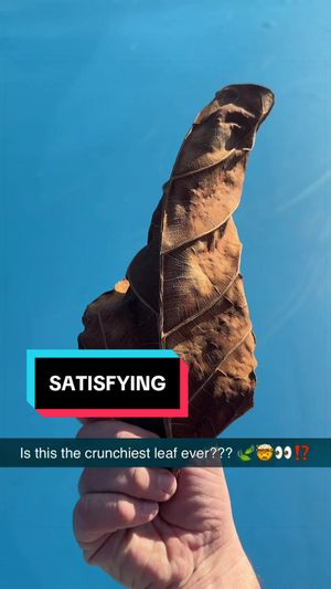 Video post by @ausopen on TikTok