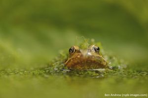 Image post by @rspb on Instagram