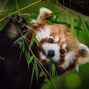 Image post by @animalplanet on Instagram