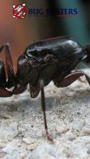 Video post by @bugbustersusa on TikTok