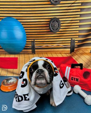 Image post by @dogtopiagr on Instagram