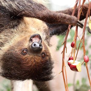 Image post by @sandiegozoo on Instagram