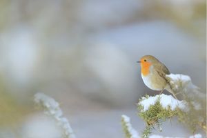 Image post by @rspb on Instagram