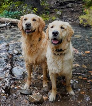 Image post by @triumphpetfood on Instagram