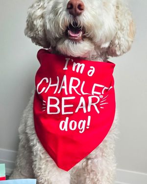 Image post by @charlee_bear_dogtreats on Instagram