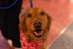 Image post by @ohiostathletics on Instagram