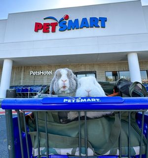 Image post by @petsmart on Instagram