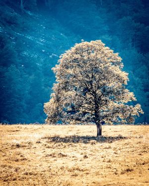 Image post by @cristan.nature.photography on Instagram