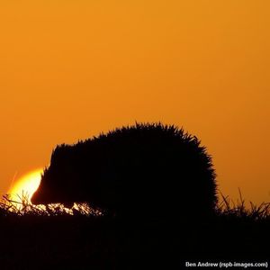 Image post by @rspb on Instagram