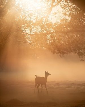 Image post by @rspb on Instagram