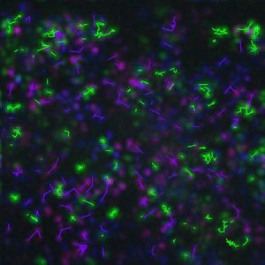 Image post by @biohub on Instagram
