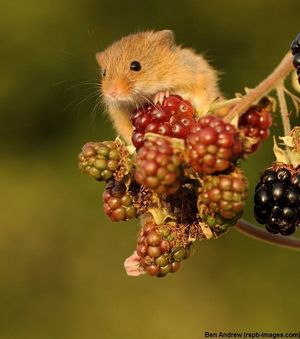 Image post by @rspb on Instagram
