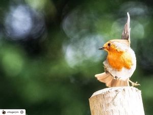 Image post by @rspb on Instagram