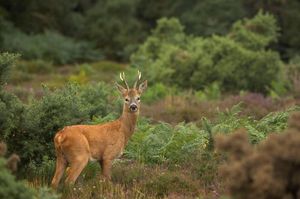 Image post by @rspb on Instagram
