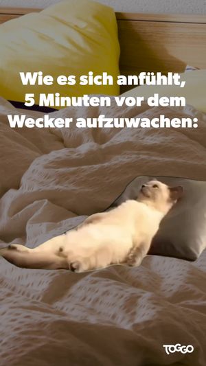 Video post by @toggo on TikTok