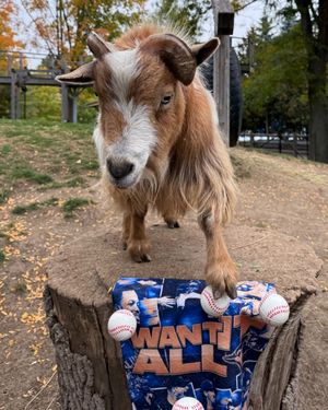 Image post by @thetorontozoo on Instagram