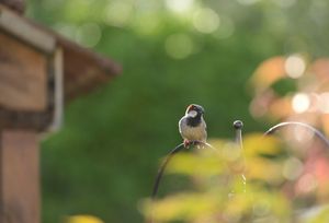Image post by @rspb on Instagram