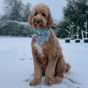 Image post by @pupcorntreats on Instagram