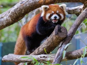 Image post by @sandiegozoo on Instagram