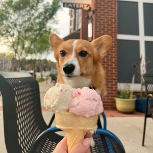 Image post by @ziggythecorg on Facebook