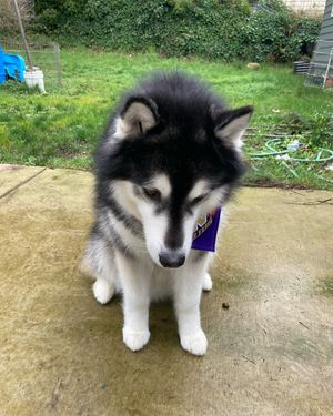 Image post by @dubs_uw on Instagram