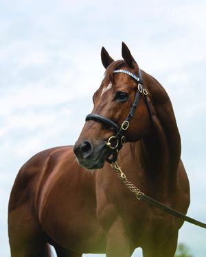Image post by @godolphin on Instagram