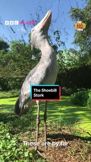 Video post by @cbbc on TikTok