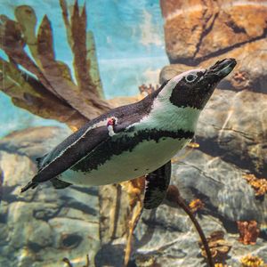 Image post by @sandiegozoo on Instagram