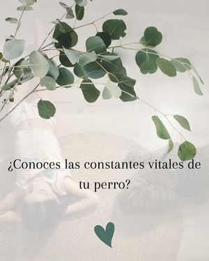Image post by @vetconejero on Instagram