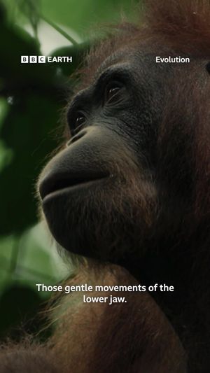 Video post by @bbcearth on TikTok