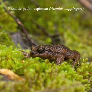 Video post by @fauna.patagonia on Facebook