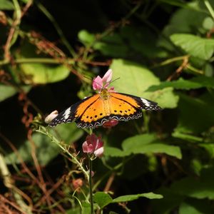 Image post by @butterflypavilion on Instagram