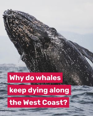 Image post by @centerforbiodiv on Instagram