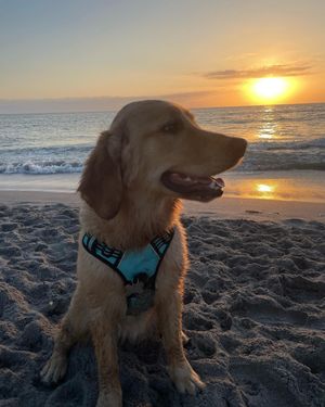 Image post by @visitsarasotacounty on Instagram
