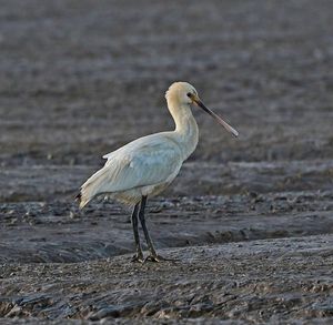 Image post by @rspb on Instagram