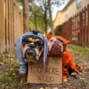 Image post by @disneypets on Instagram