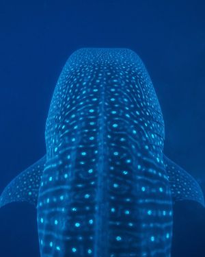 Image post by @sealegacy on Instagram