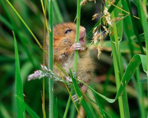 Image post by @rspb on Instagram