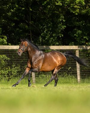 Image post by @juddmonte on Instagram