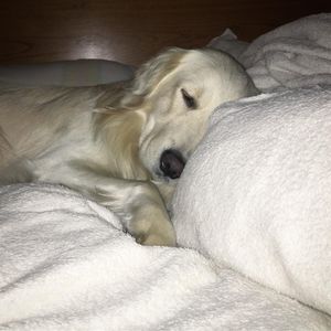 Image post by @mikethewhitegolden on Instagram