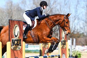 Image post by @auburnequestrian on Instagram