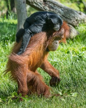 Image post by @sandiegozoo on Instagram