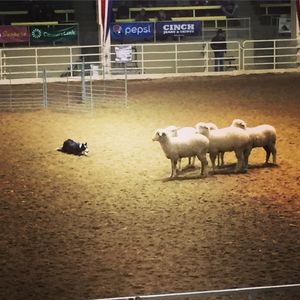 Image post by @nationalwestern on Instagram