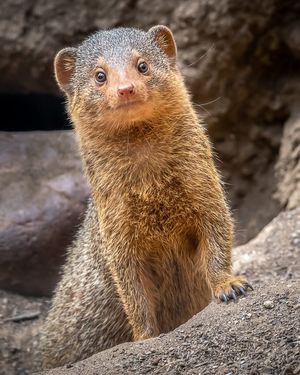 Image post by @sandiegozoo on Instagram