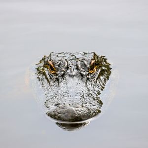 Image post by @discovery on Instagram