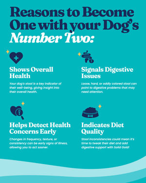 Image post by @solidgoldpets on Instagram